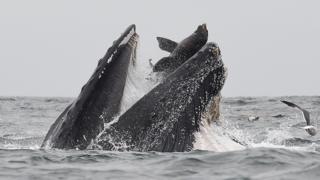 Whale swallows sea lion