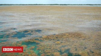 Sargassum: The biggest seaweed bloom in the world