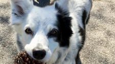 Chaser: ‘World’s smartest dog’, which knew over 1,000 words, dies aged 15