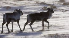 Tradition versus technology: Northerners debate use of drones in caribou hunting