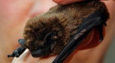 Health officials warning Lewis County residents after rabid bat discovered