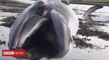 Whale washes up in Donegal estuary