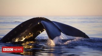 North Atlantic right whales in crisis - and the people risking lives to save them