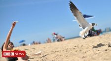 Staring at seagulls helps protect food, say scientists