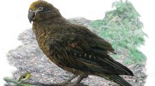 Giant Parrot Fossil Shows Creature That Weighed About 15 Pounds : NPR