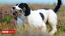 Grouse shooting: Labour calls for review amid habitat concerns