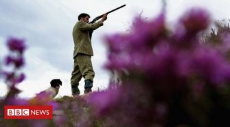 Beetles threaten Yorkshire's purple heather moorland
