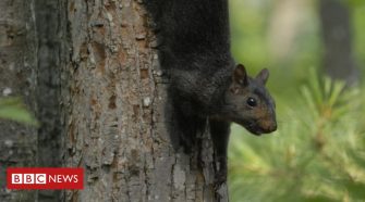 Black squirrels the result of 'interbreeding' grey squirrels, study finds
