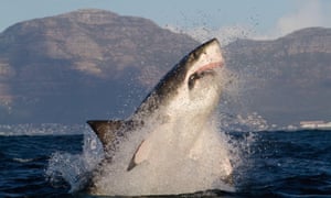A great white shark hunting for seal off Simon’s Town, just south of Cape Town.