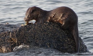 Otter in Broadford Bay