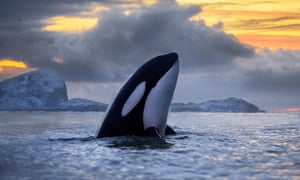 An orca surfaces at sunset off the coast of northern Norway.