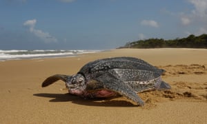 A female leatherback turtle crawls back to the Caribbean Sea after nesting.