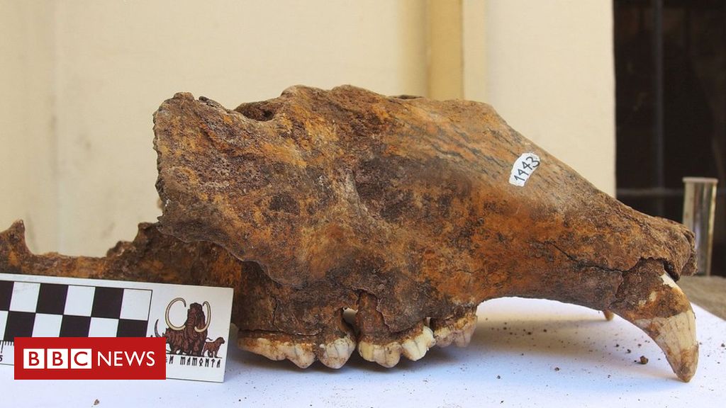 Extinction: Humans played big role in demise of the cave bear