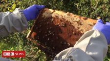 Welsh bees threatened by deadly disease American Foulbrood