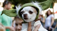Pets costumed as Yoda, Starbucks turn out in Atlanta