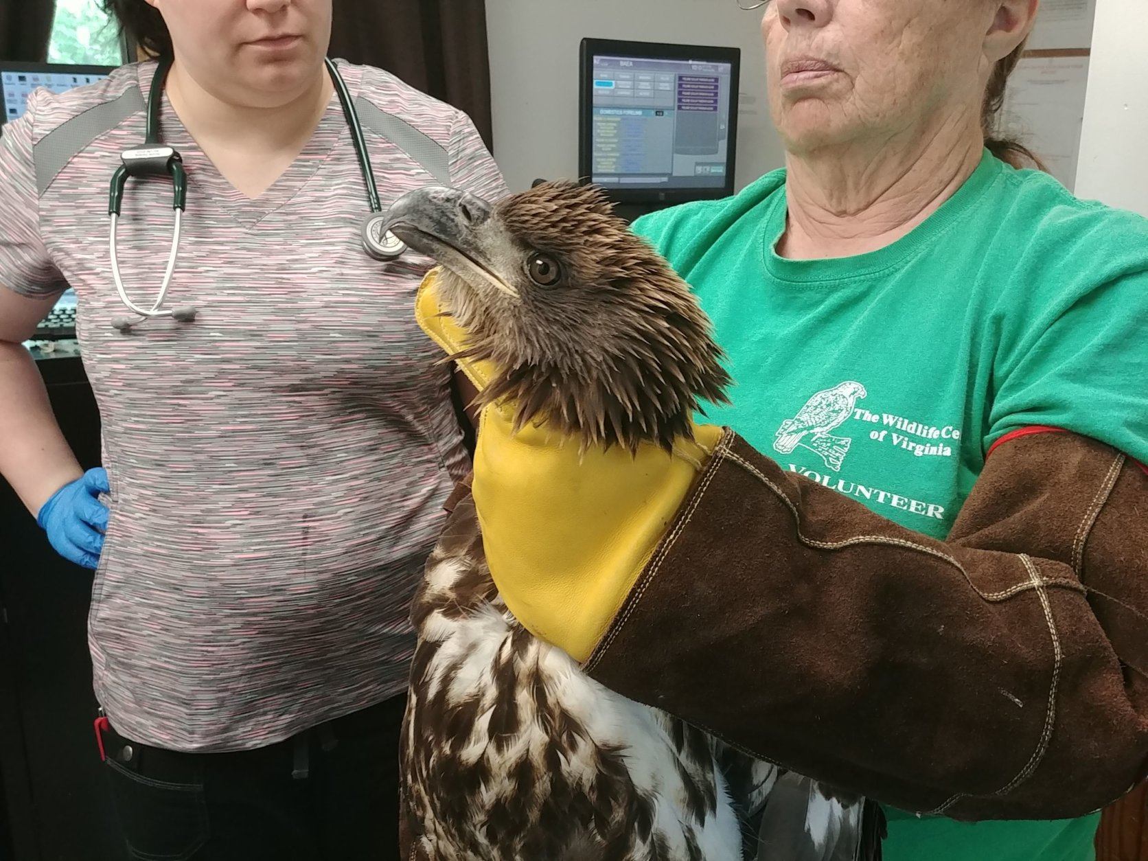 A bald eagle at the Wildlife Center of Virginia
