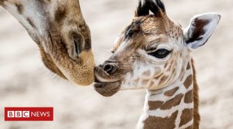 Giraffes given greater protection from unregulated trade as numbers fall