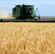 Going against the grain: Trump comments about wheat prompt invitation to visit Montana