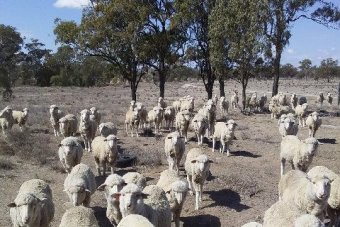 Drought-stricken sheep farm