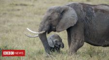 Zoo trade in baby elephants banned internationally