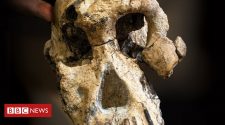 'All bets now off' on which ape was humanity's ancestor
