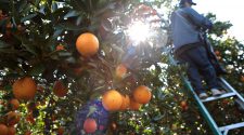 New technology could fight effects of citrus greening in OJ - News - News Chief