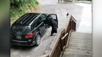 Bears caught on video breaking into vacationing family’s vans