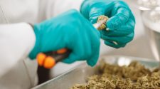 CannTrust stock slides 26% after regulator says another facility is breaking rules