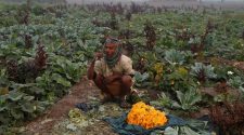 Walmart Foundation is aiding India's farmers with new technology — Quartz India
