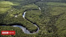 Former Farc rebels become eco-warriors to stop deforestation in the Amazon
