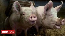 Pigs' emotions could be read by new farming technology