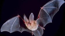 BREAKING: Bat found in Hayden tests positive for rabies; health department confirms first local case since 2014