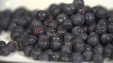 Study: Blueberries may help cardiovascular, brain health