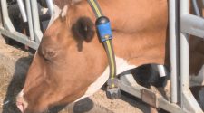 Wisconsin farmer uses Fitbit-like technology to keep track of cows health