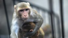 World’s first human-monkey hybrid created in China, scientists reveal
