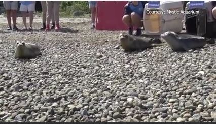 Seals nursed back to health and released into ocean