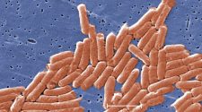 Health Officials Sound Alarm Over Deadly Drug-Resistant Strain Of Salmonella – CBS Pittsburgh