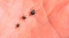 FILE PHOTO: A virus carried by a deer tick (left) was the cause of death for a New York man.
