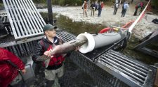 The Washington Department of Fish &amp; Wildlife uses a vacuum-powered transport system designed by Whooshh to move Tule Chinook salmon on the upper Washougal River in 2014. An upgraded version of the &quot;salmon cannon&quot; could be deployed at Chief Joseph Dam. (The Columbian files)