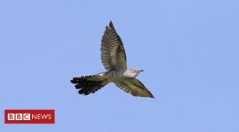 Climate change 'has affected a third of UK bird species'