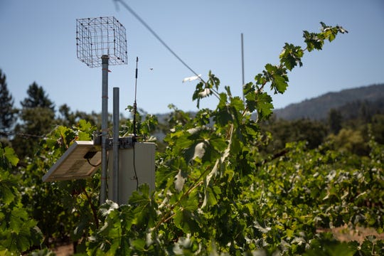 A surface renewal instrument measures humidity in the vineyards which correlates wine water use at the Spottswoode Winery in St Helena, California.