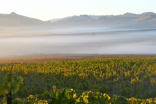 Fog generated from the Pacific Ocean to the west cools the pinot noir-producing Azaya vineyard, which is farmed by McEvoy Ranch in the Petaluma Gap a few hours northwest of San Francisco.  The fog is critical to bringing temperatures down at a time when climate change has been driving higher summer temperatures and producing unpredictable rainy seasons.