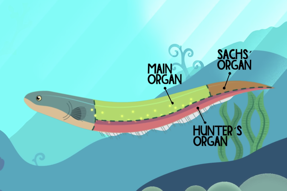 The three electricity-producing organs in an electric eel, from Ted-Ed.
