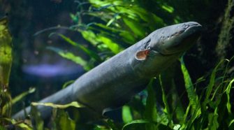 Two New Electric Eel Species Discovered, Produce Record-Breaking Shocks