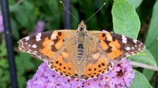 Big Butterfly Count: Fine weather boosts species in UK
