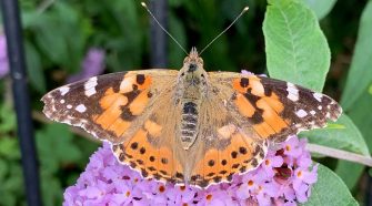 Big Butterfly Count: Fine weather boosts species in UK