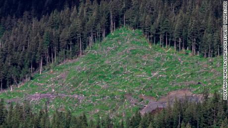 Clear-cutting in the years before development was banned left slopes along the Inside Passage bare.