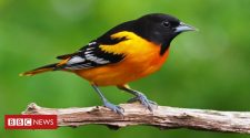 Bird populations in US and Canada down 3bn in 50 years