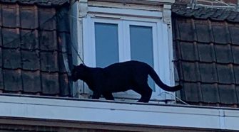 Black panther caught prowling French rooftops stolen in zoo break-in
