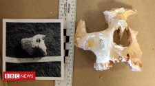 Somerset human remains 'as old as Cheddar Man'